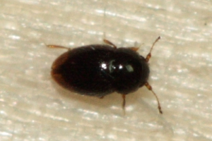 Ptenidium sp.