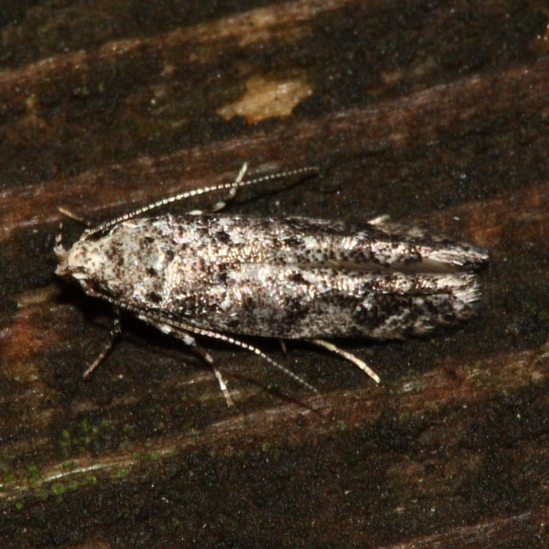 Coleotechnites sp.