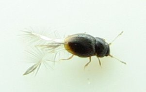 Family Ptiliidae - Featherwinged Beetles