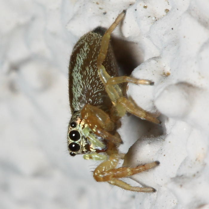 Jumping Spider, Sassacus vitis (Salticidae)