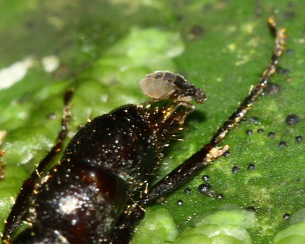 Wingless Scuttle Fly (Phoridae)