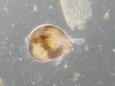 Seed Shrimp (Ostracoda)