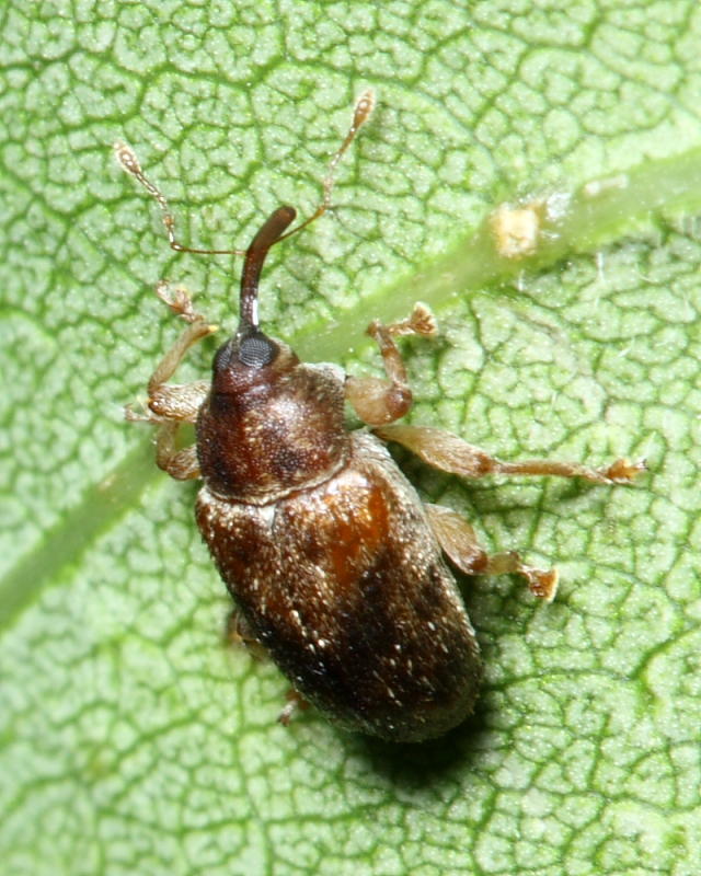 Lignyodes cf. bischoffi