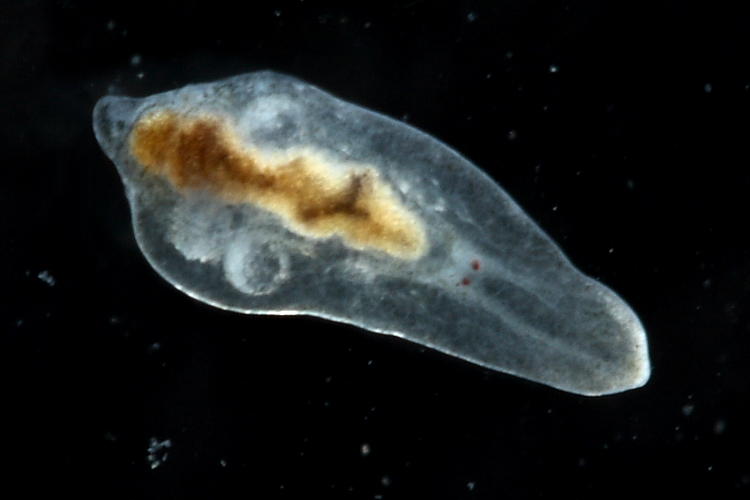 Freshwater Flatworm, Mesostoma sp.