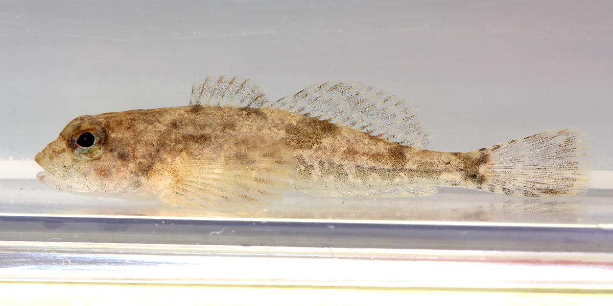 Mottled Sculpin (Cottus bairdii)