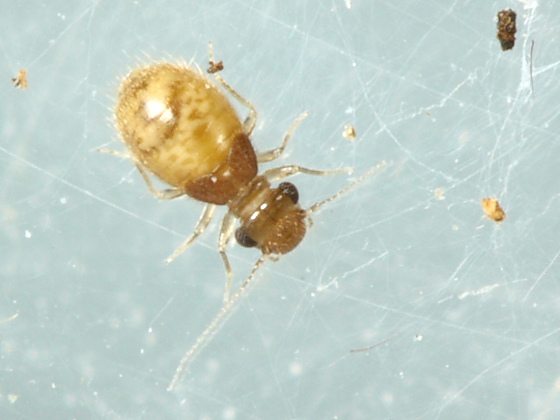 Lepinotus reticulatus, family Trogiidae