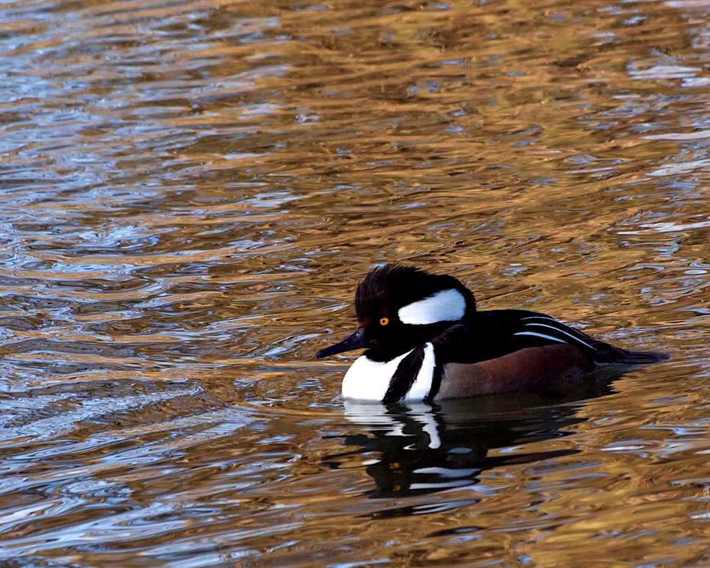 Hooded Merganser