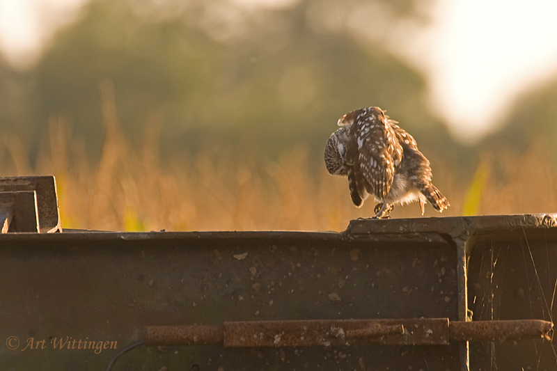 Athene noctua / Steenuil / Little owl