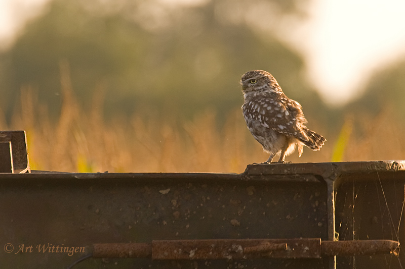 Athene noctua / Steenuil / Little owl