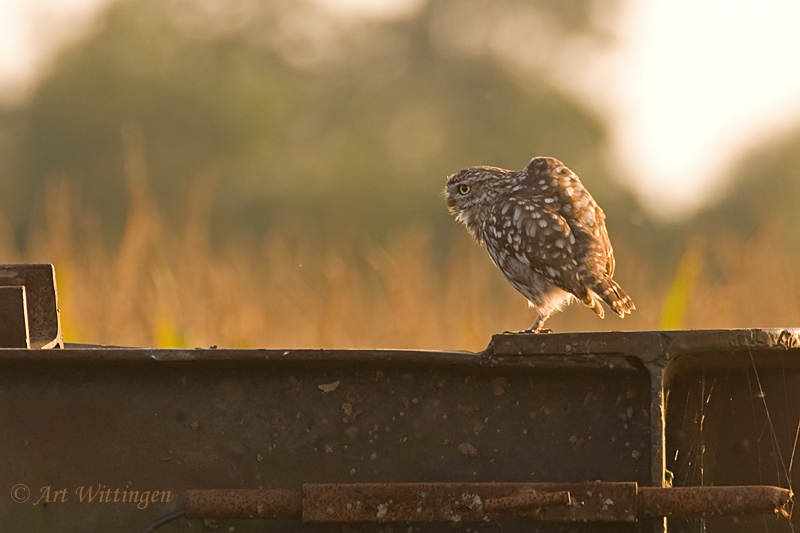 Athene noctua / Steenuil / Little owl