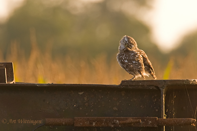 Athene noctua / Steenuil / Little owl