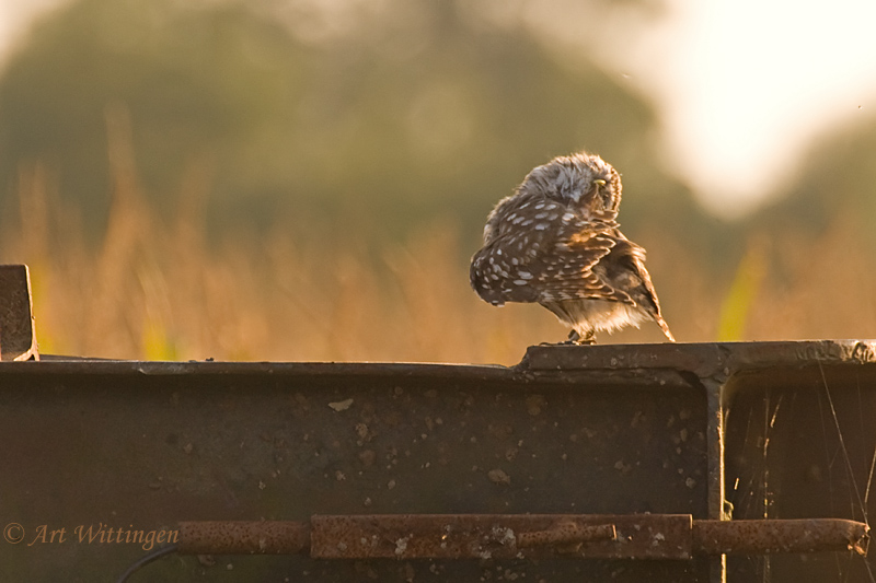 Athene noctua / Steenuil / Little owl