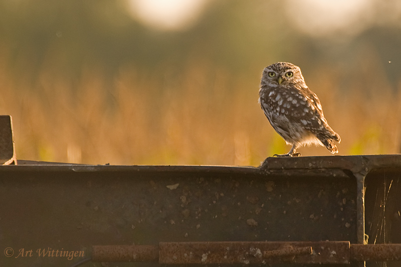 Athene noctua / Steenuil / Little owl