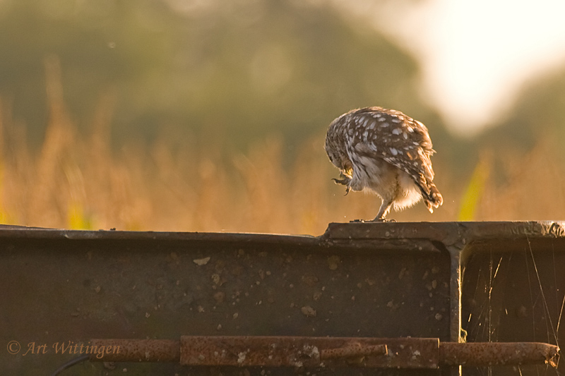 Athene noctua / Steenuil / Little owl