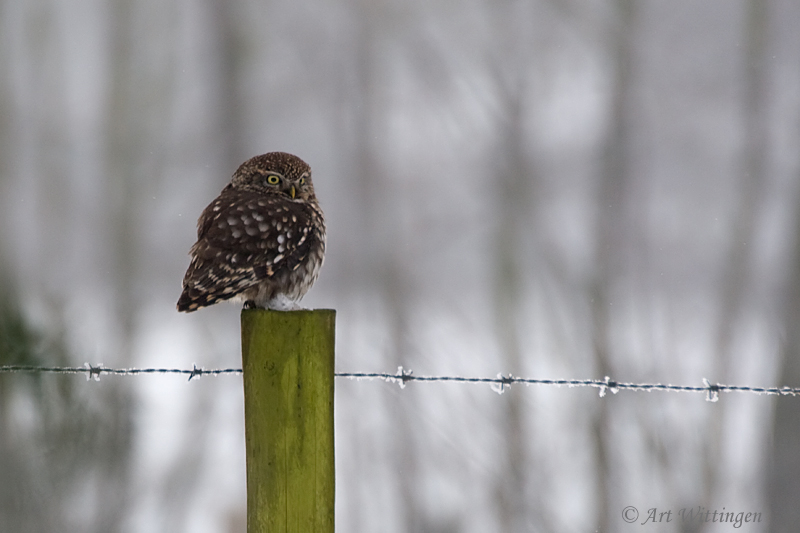 Athene noctua / Steenuil / Little owl