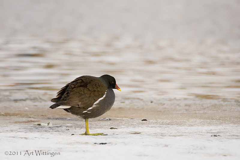 Gallinula chloropus / Waterhoen / Moorhen