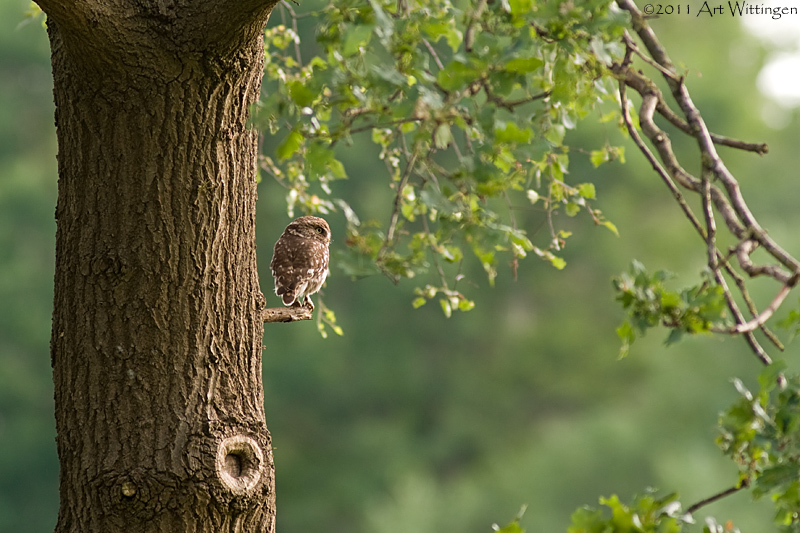 Athene noctua / Steenuil / Little owl