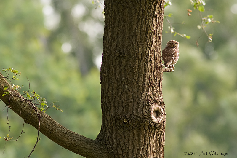Athene noctua / Steenuil / Little owl