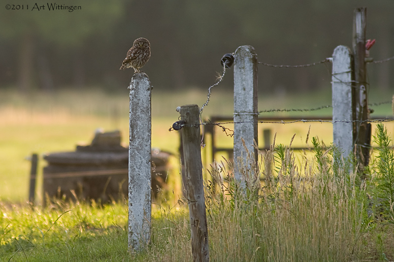 Athene noctua / Steenuil / Little owl