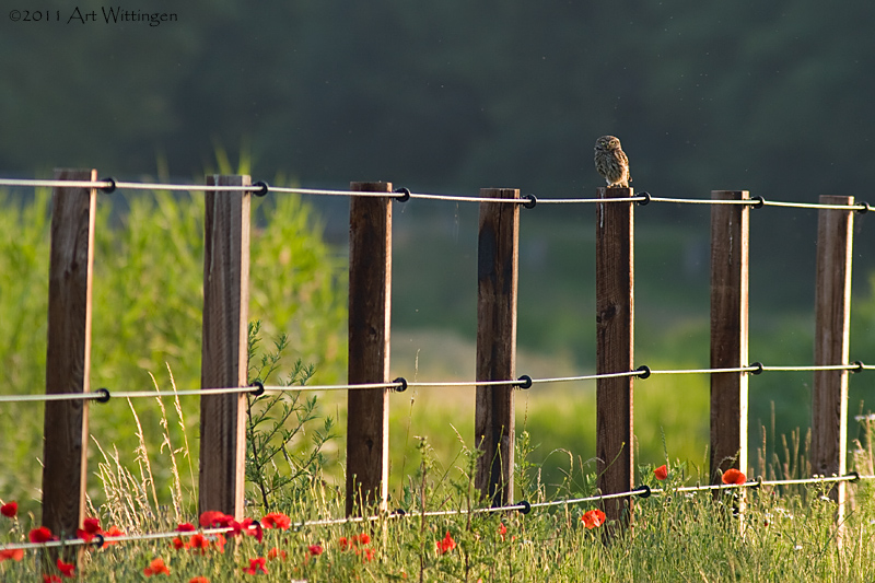 Athene noctua / Steenuil / Little owl