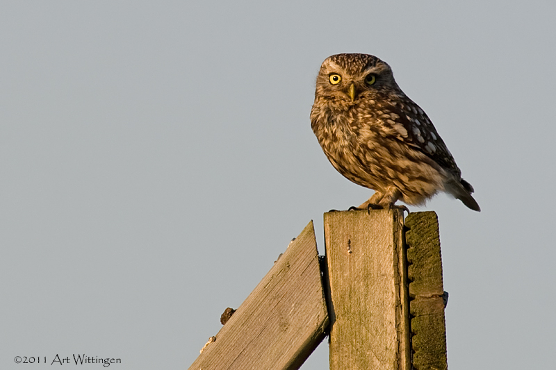 Athene noctua / Steenuil / Little owl