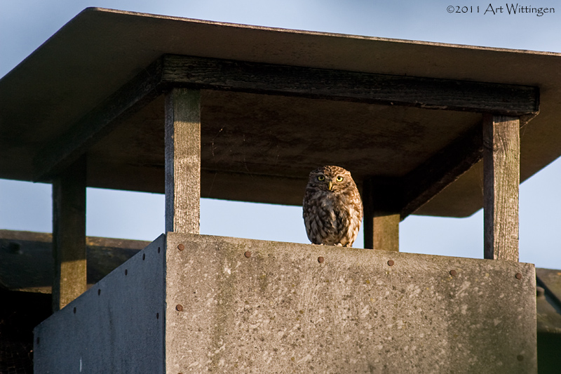 Athene noctua / Steenuil / Little owl