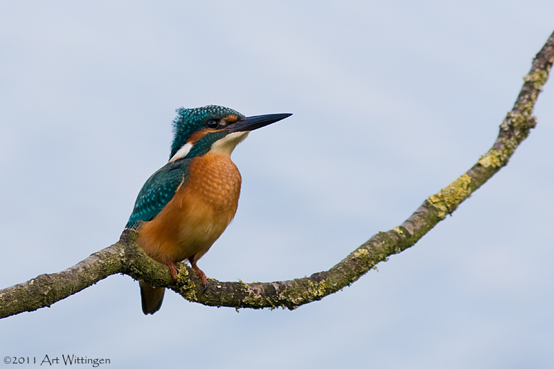 Alcedo atthis / IJsvogel / Kingfisher