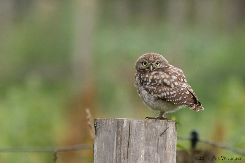 Athene noctua / Steenuil / Little owl