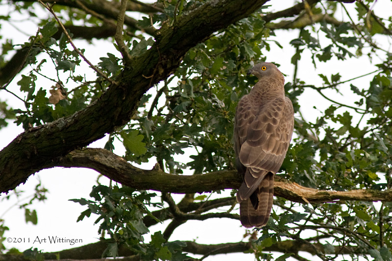 Pernis apivorus / Wespendief / European Honey Buzzard