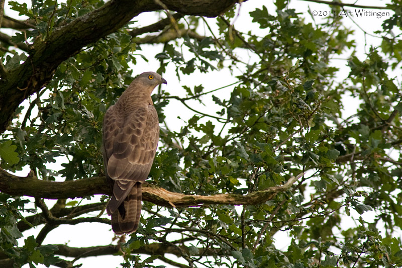 Pernis apivorus / Wespendief / European Honey Buzzard