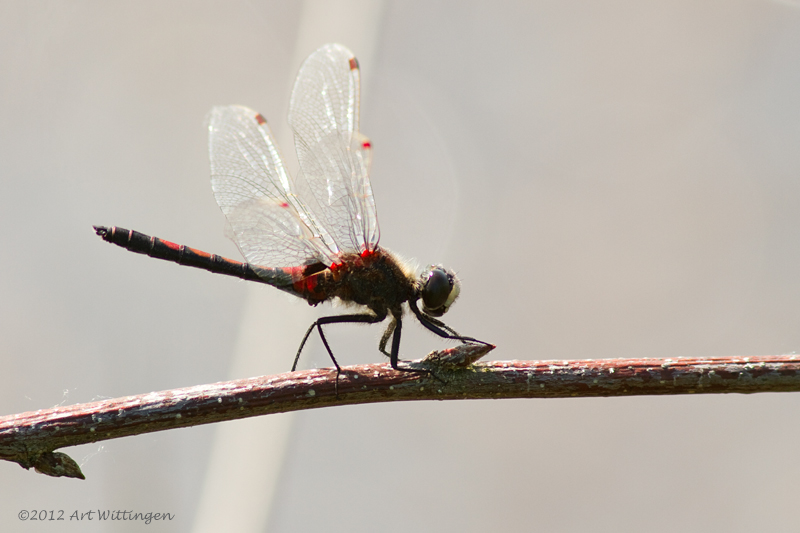 Leucorrhinia rubicunda / Noordse Witsnuitlibel / Northern White-faced Darter