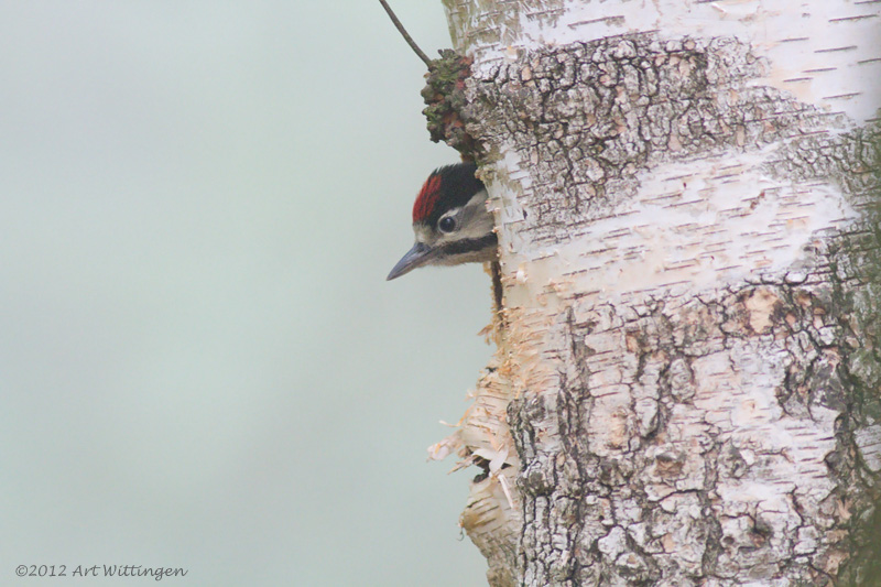 Dendrocopos Major / Grote Bonte Specht / Great Spotted Woodpecker