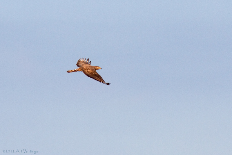 Pernis apivorus / Wespendief / European Honey Buzzard