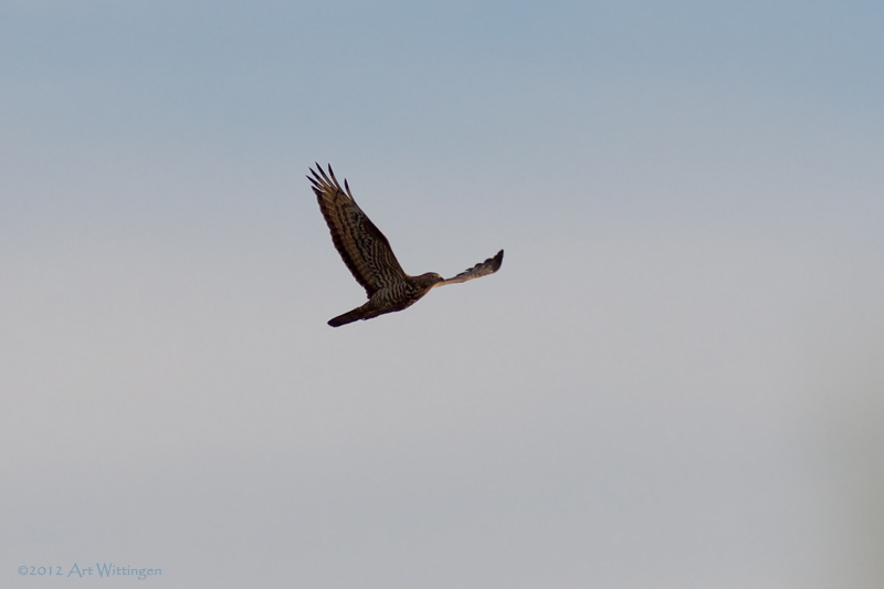 Pernis apivorus / Wespendief / European Honey Buzzard