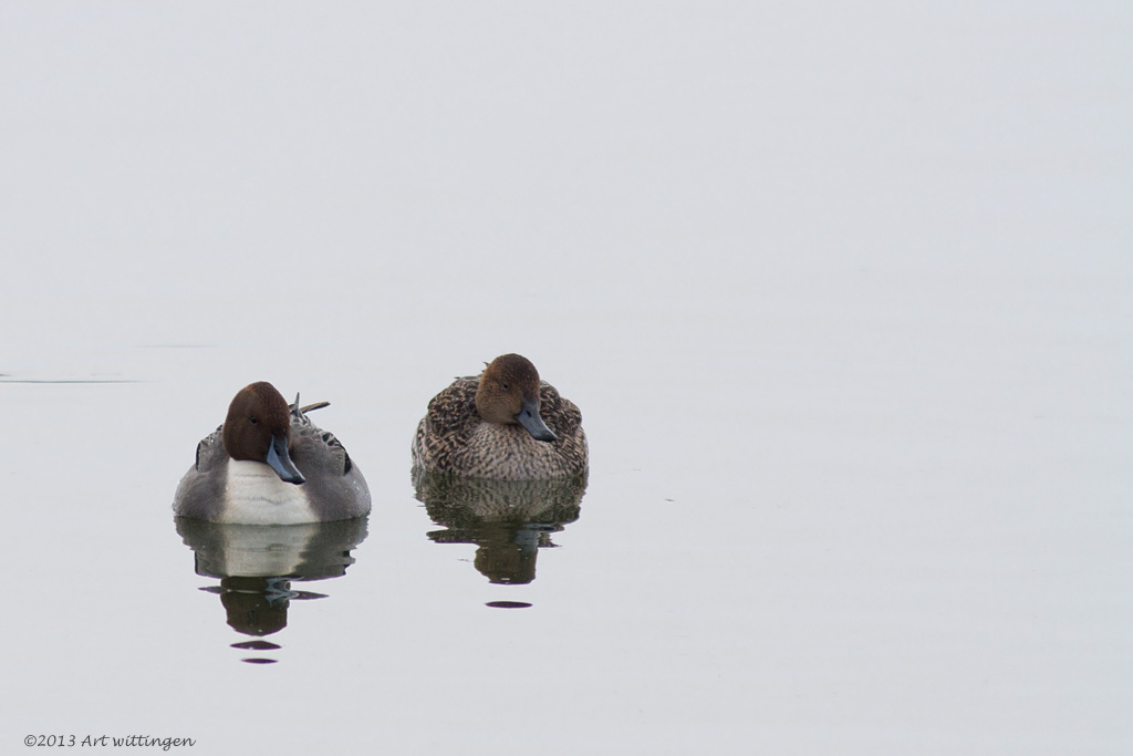 Anas acuta / Pijlstaart / Northern Pintail