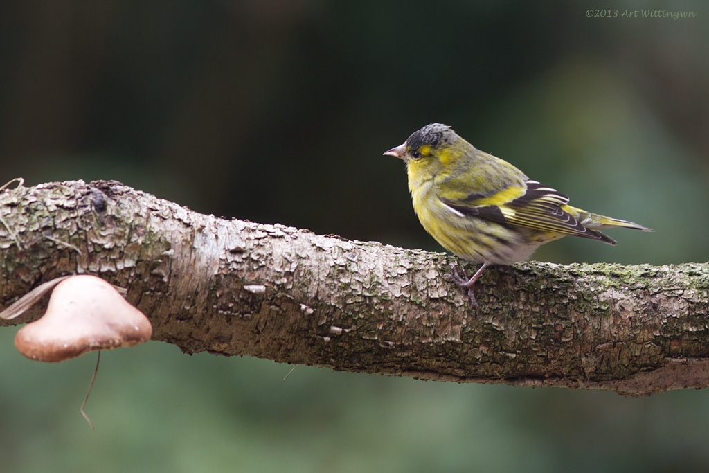 Carduelis spinus / Sijs / Eurasian Siskin