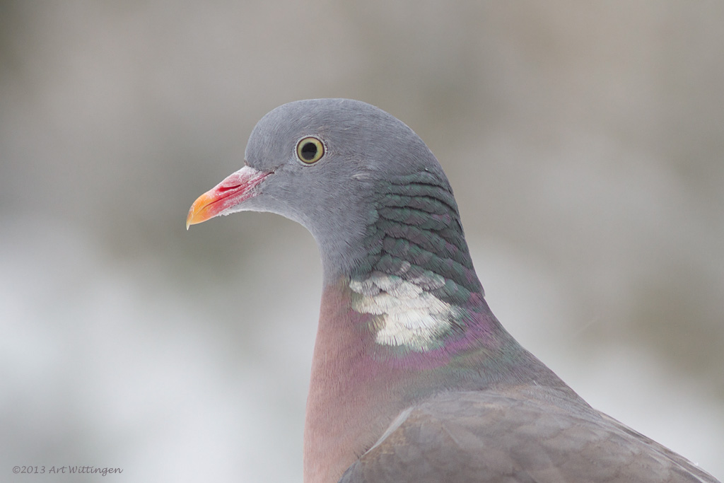 Columba palumbus / Houtduif / Wood pigeon