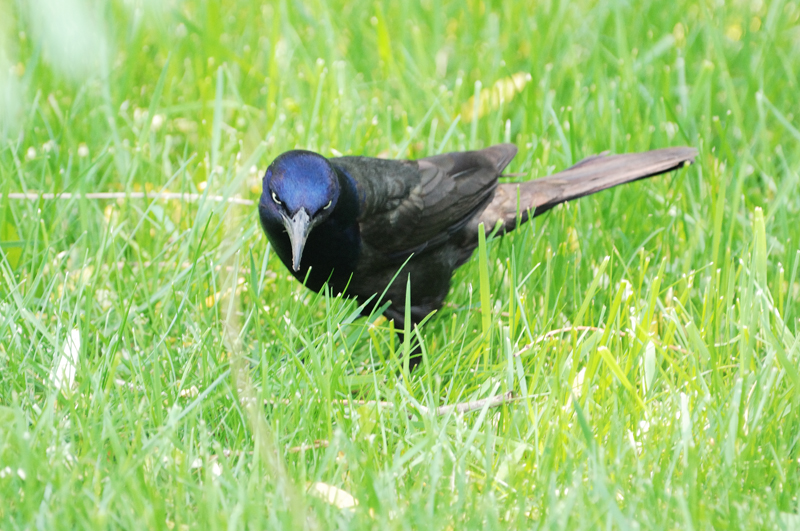 Common Grackle 0153