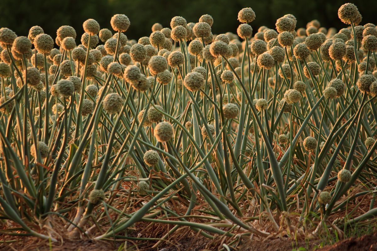 Mesilla agriculture -- onion field at the edge of town