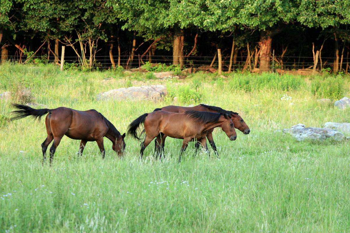 Horses10-img_4954-b_std.jpg