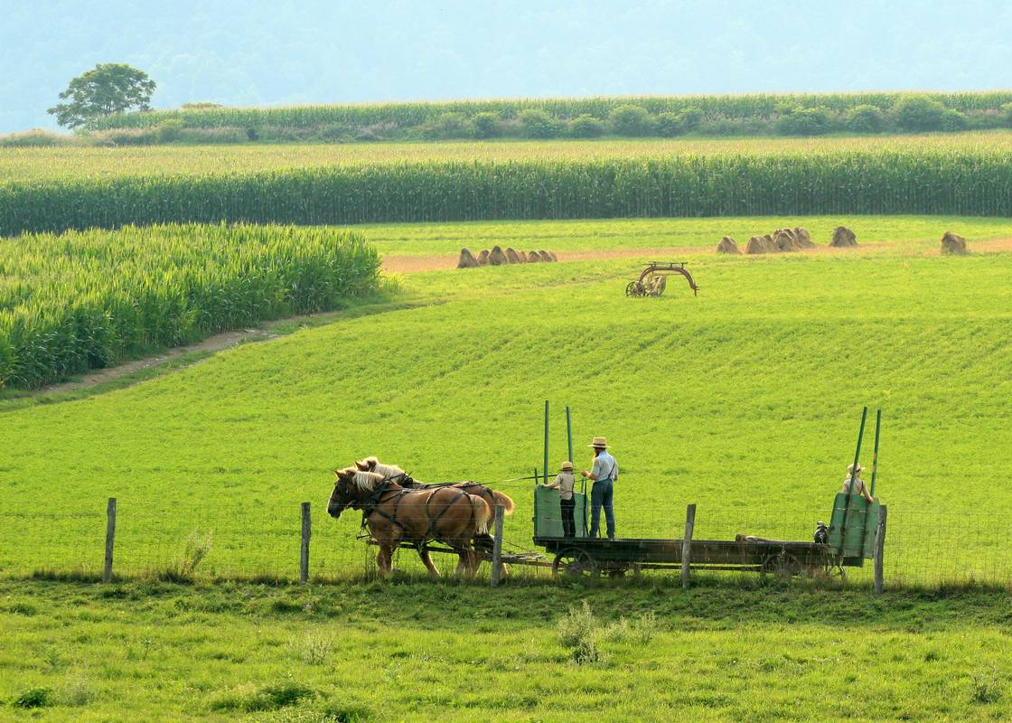 Horses16-img_5807-c_std.jpg