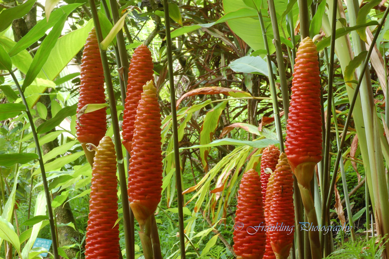 Hawaii5hcs0024.jpg
