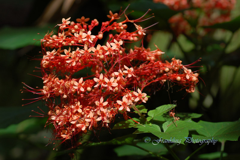Hawaii5hcs0028.jpg