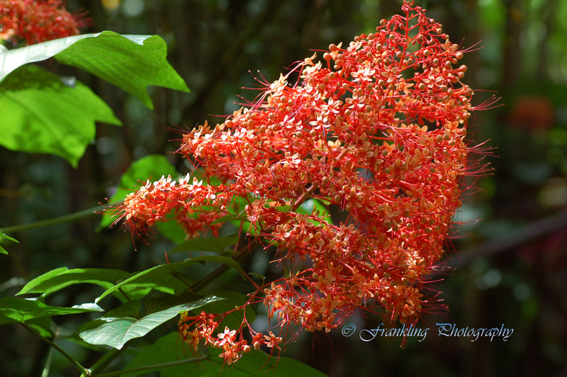 Hawaii5hcs0029.jpg