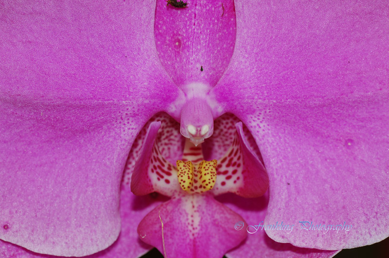 Hawaii5hcs0033.jpg