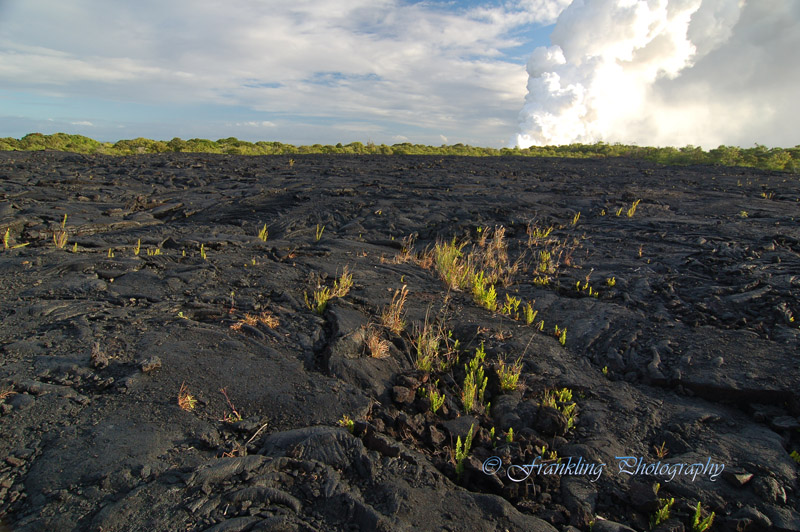 Hawaii5hcs0093.jpg