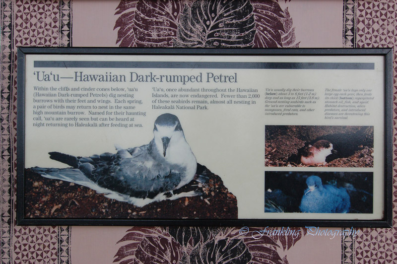 Hawaii2hcs0047.jpg