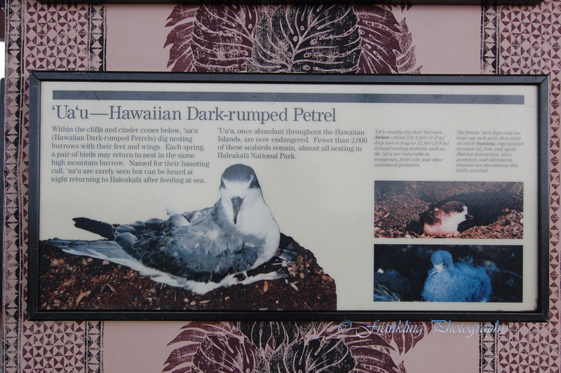 Hawaii2hcs0050.jpg