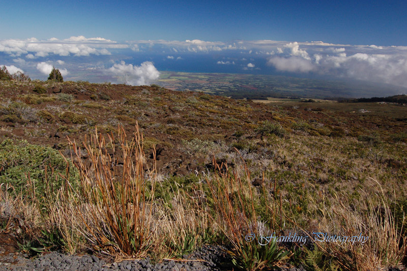 Hawaii3hcs0022.jpg