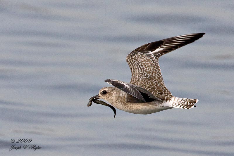 Black-bellied Plover